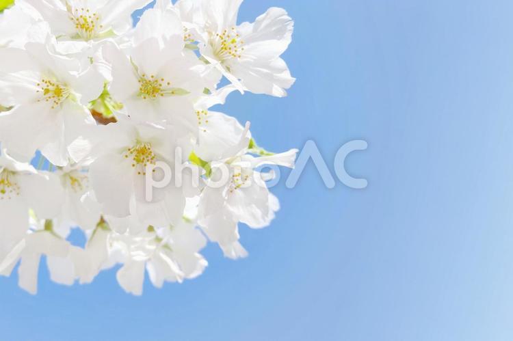 満開の桜と青空の背景イメージ 桜,さくら,サクラの写真素材