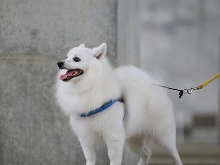 日本スピッツのポートレート 日本スピッツのポートレート 犬,日本スピッツ,スピッツの写真素材
