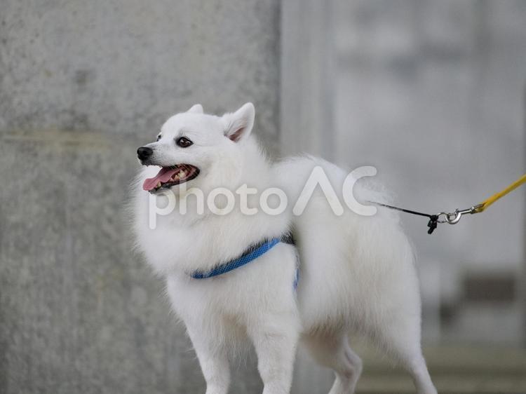 日本スピッツのポートレート 犬,日本スピッツ,スピッツの写真素材