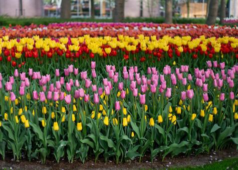 Photo, キ ュ ー ケ ン ホ フ park, netherlands, amsterdam, 