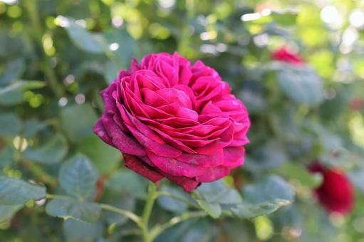 バラ園にて綺麗な薔薇を撮りました バラ園にて綺麗な薔薇を撮りましたの写真