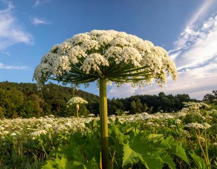 ジャイアント・ホグウィードの写真