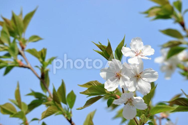 葉桜　ソメイヨシノ 葉桜,花,植物の写真素材