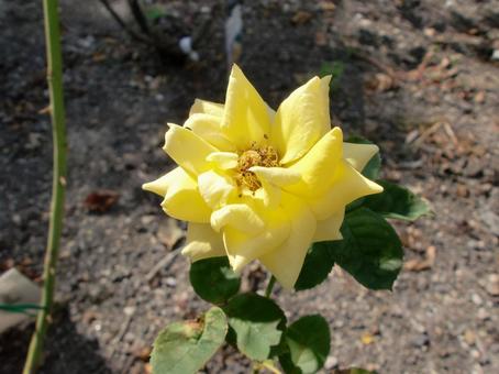 8月の黄色い薔薇の花 8月の黄色い薔薇の花の写真