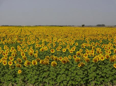 一面のひまわり畑 ひまわり,花,自然の写真素材