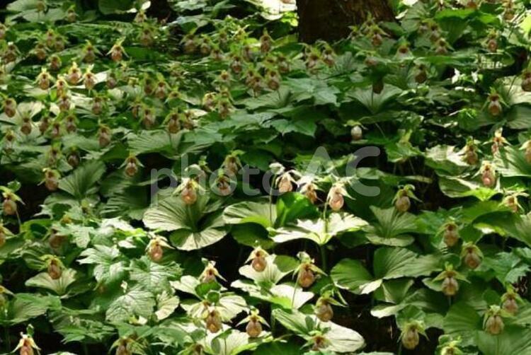 クマガイソウ 植物,花,花木の写真素材