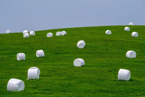 緑の丘に並ぶ白い牧草ロール 緑の丘に並ぶ白い牧草ロール ロールサイレージ,牧草ロール,牧草地の写真素材