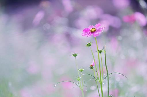 美しい背景とピンクのコスモス 美しい背景とピンクのコスモスの写真