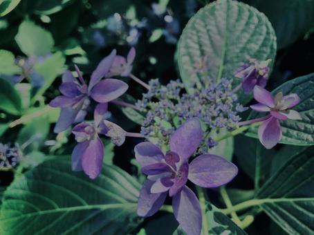 Hydrangea,, JPG Hydrangea,, JPG