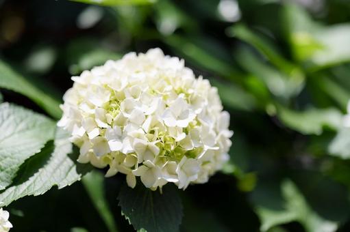 白い紫陽花 白い紫陽花の写真