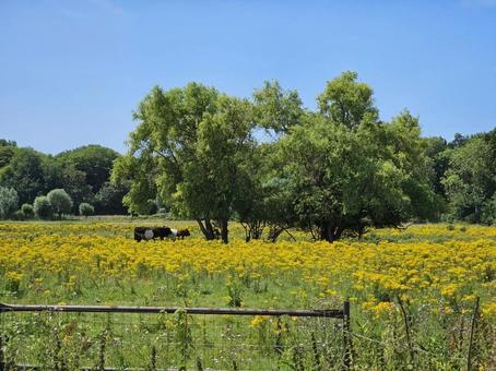 黄色い花　牛　樹木 景色,風景,海外の写真素材