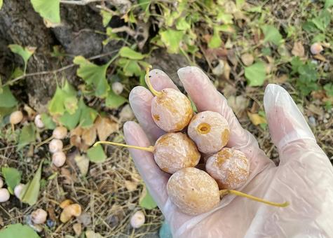 銀杏ひろい 銀杏,ぎんなん,ギンナンの写真素材
