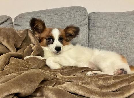 ソファを占領する犬 パピヨン,papillon,犬の写真素材
