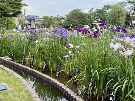 堀切菖蒲園 曇り空の下花菖蒲が咲き誇る 堀切菖蒲園 曇り空の下花菖蒲が咲き誇るの写真