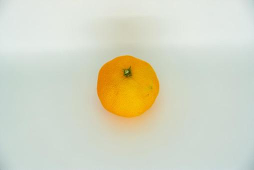 白い背景の新鮮なみかん みかん,ミカン,柑橘の写真素材