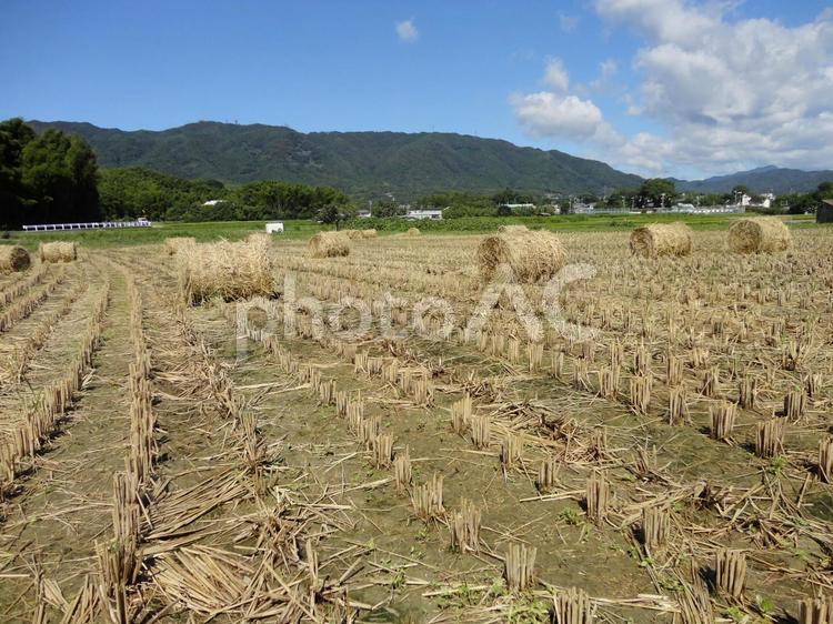 収穫を終えた田んぼの恵み_稲わらロール 稲わらロール,稲わら,稲刈りの写真素材