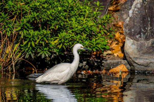 水辺のコサギ 水辺のコサギ コサギ,鳥,野鳥の写真素材