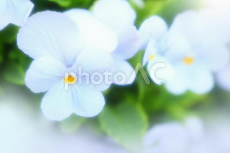 かわいいパンジー_ソフトフォーカス_イメージ パンジー,花,背景の写真素材