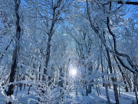 樹氷　木々に積もる雪 雪,雪山,光の写真素材