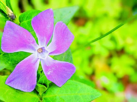 紫色の花 紫色の花の写真