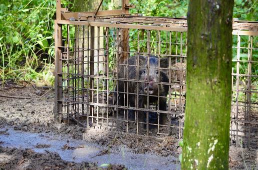 罠にかかったイノシシ イノシシ,野生動物,有害獣駆除の写真素材