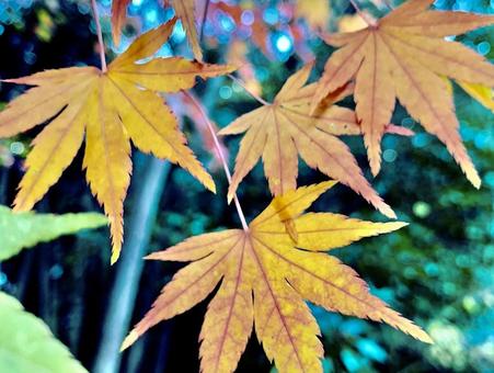 紅葉 紅葉の写真