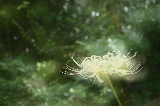 秋の花:ヒガンバナ54 秋の花:ヒガンバナ54の写真