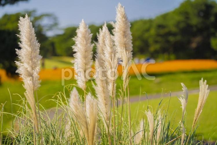 秋色に染まる日立海浜公園のすすき すすき,ススキ,芒の写真素材