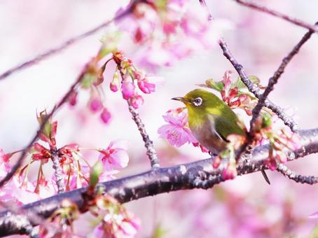満開の河津桜とメジロ 桜,メジロ,春の写真素材