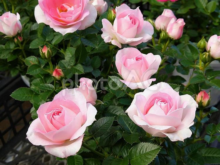 たくさんの薔薇の花 薔薇,綺麗,かわいいの写真素材