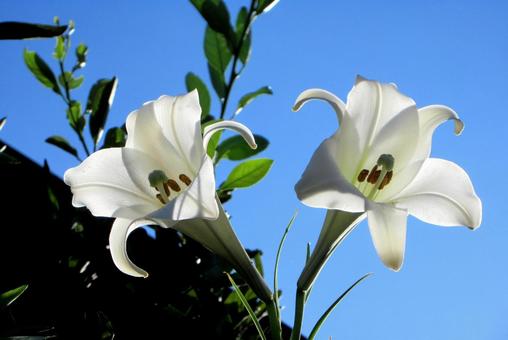 青空に百合の花 青空に百合の花 白い百合,百合の花,百合の写真素材