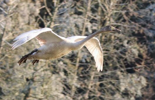 fly, swan, bird, natural, JPG