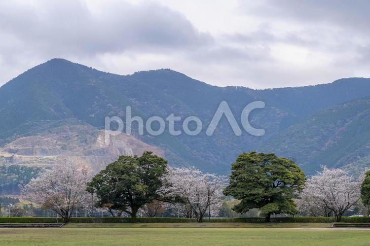 曇天の宮崎市田野運動公園 春,桜,自然の写真素材