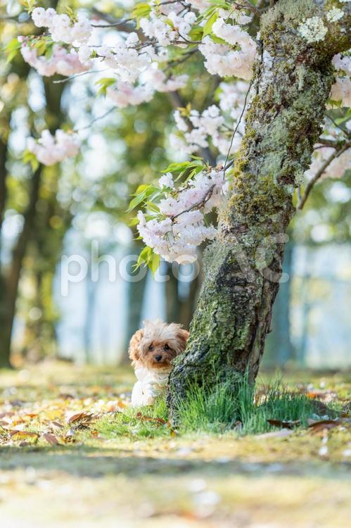春の公園で散歩するトイプードル トイプードル,トイプー,パピーの写真素材