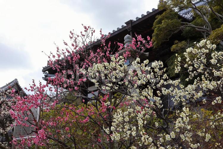 ３月上旬の高松市法然寺の梅の花 背景,梅,花の写真素材