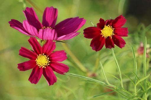 コスモス コスモスの写真