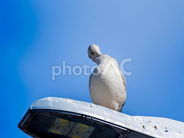 羽の手入れをするユリカモメ ユリカモメ,野鳥,鳥の写真素材