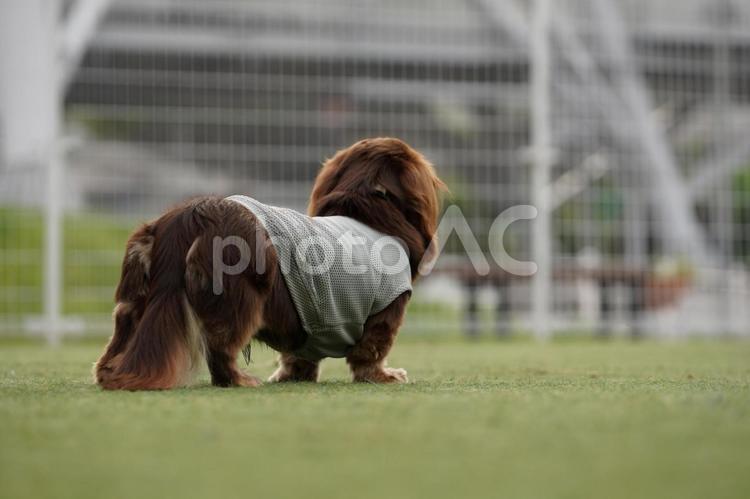 後ろ姿のミニチュアダックス 犬,ミニチュアダックス,ダックスフンドの写真素材