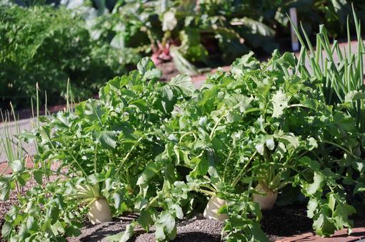 色々な野菜の栽培された畑の大根のアップ 色々な,野菜,栽培の写真素材