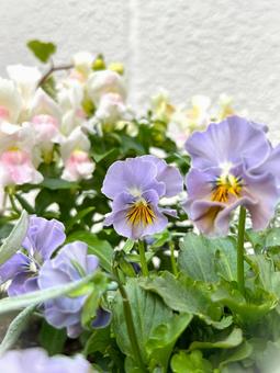 やさしいカラーのビオラ 花,ガーデニング,寄せ植えの写真素材