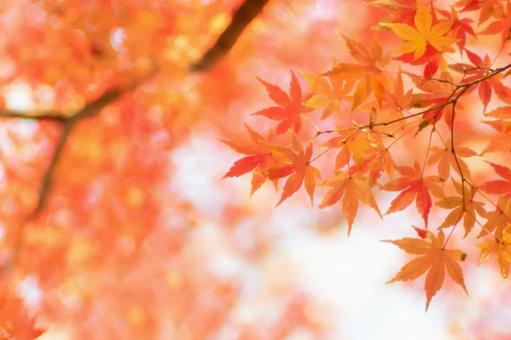 秋の紅葉もみじ 秋の紅葉もみじの写真