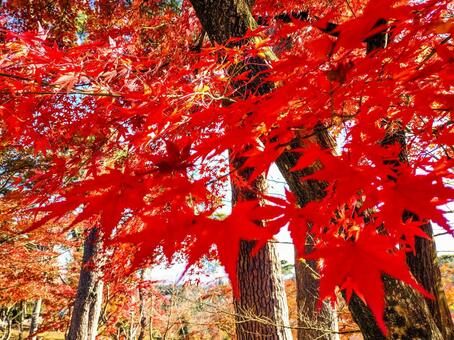 紅葉のもみじ林　伊豆の修善寺虹の郷にて 紅葉,モミジ,紅葉狩りの写真素材