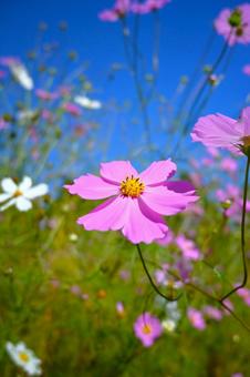 秋風に揺れるコスモス 秋風に揺れるコスモス 自然,花,秋の写真素材