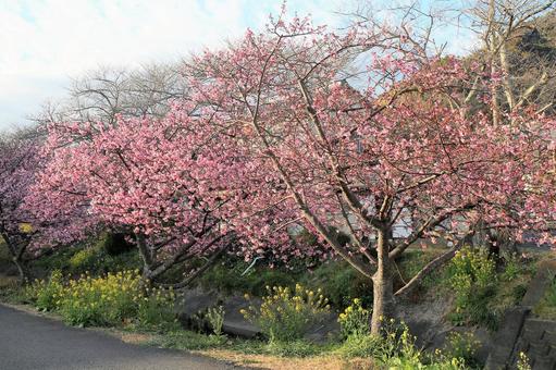 カワヅザクラと菜の花 カワヅザクラと菜の花の写真