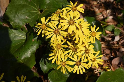 黄色がが目を引くツワブキの花が沢山 ツワブキ,黄色,季節の写真素材