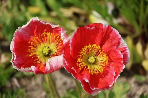 赤い花びらのアイスランドポピーの花 赤い花びらのアイスランドポピーの花 赤い,花びら,アイスランドポピーの写真素材