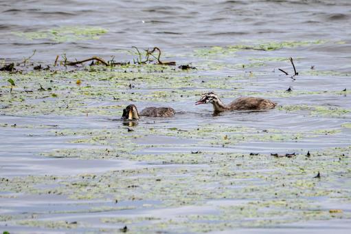 Photo, bird, great crested grebe, wild bird, 