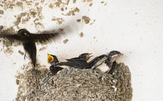 巣立ち前の雛たち 巣立ち前の雛たち 巣立ち前,雛たち,野鳥の写真素材
