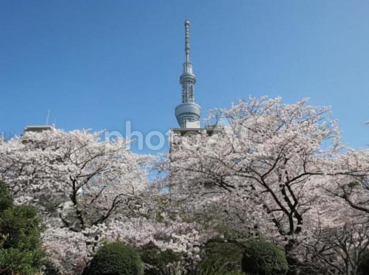 東京都　墨田区の春風景　4 東京都,墨田区,スカイツリーの写真素材