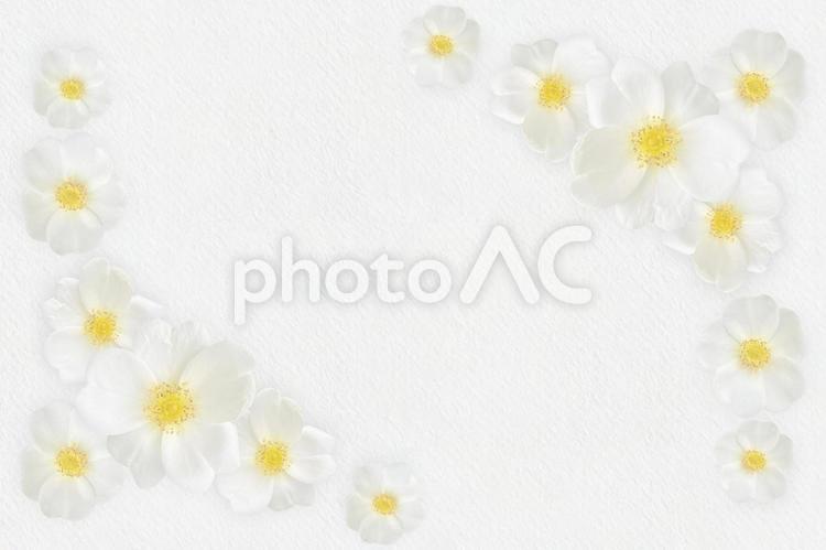 白い可愛い花のフレーム 白い花,枠,フラワーの写真素材